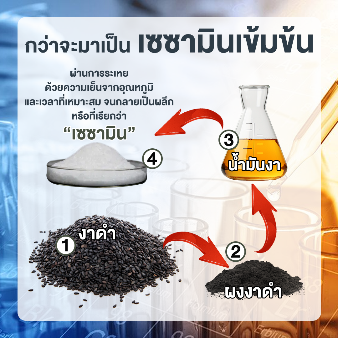กว่าจะมาเป็นเซซามินเข้มข้น